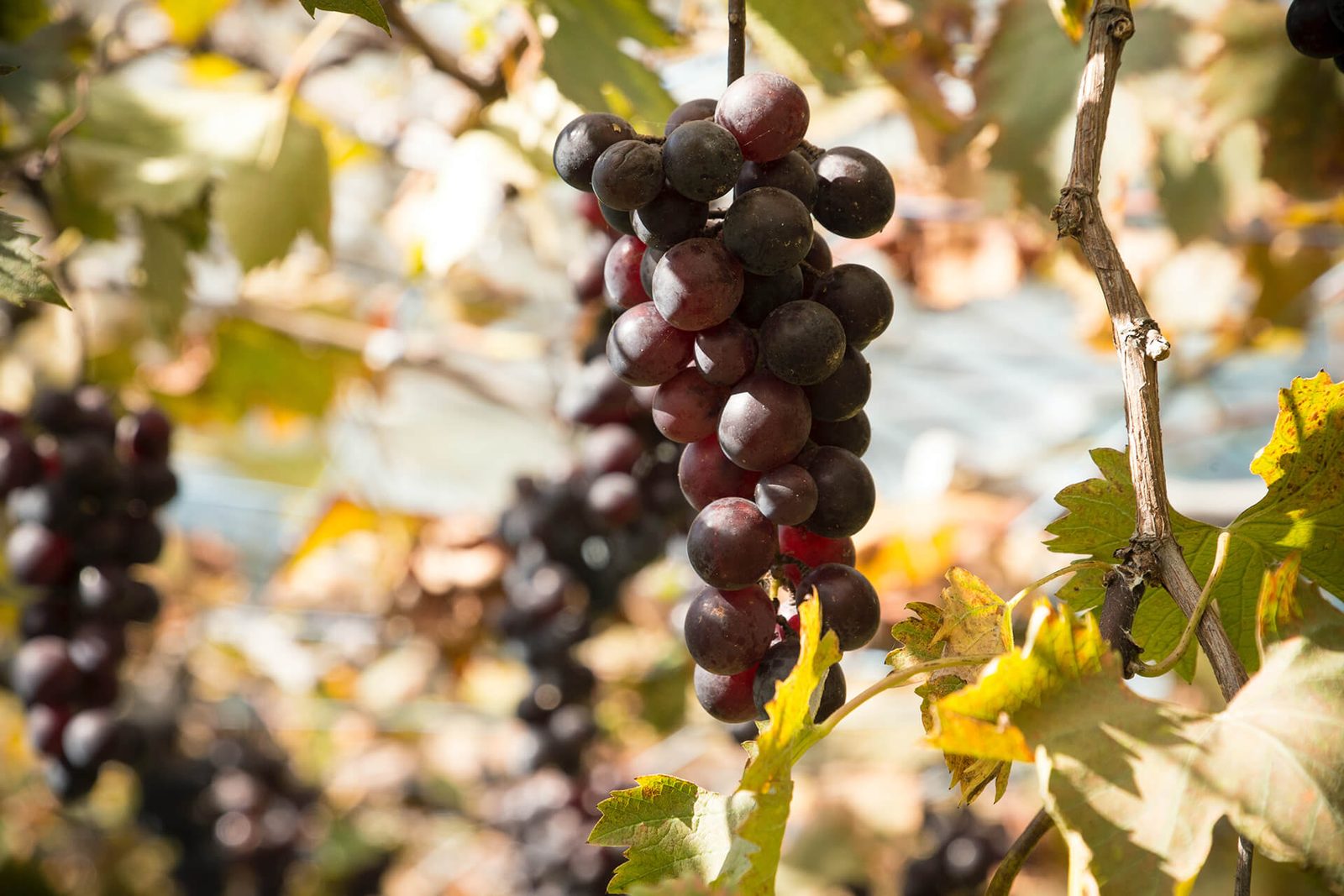 Grappoli maturi prima della vendemmia