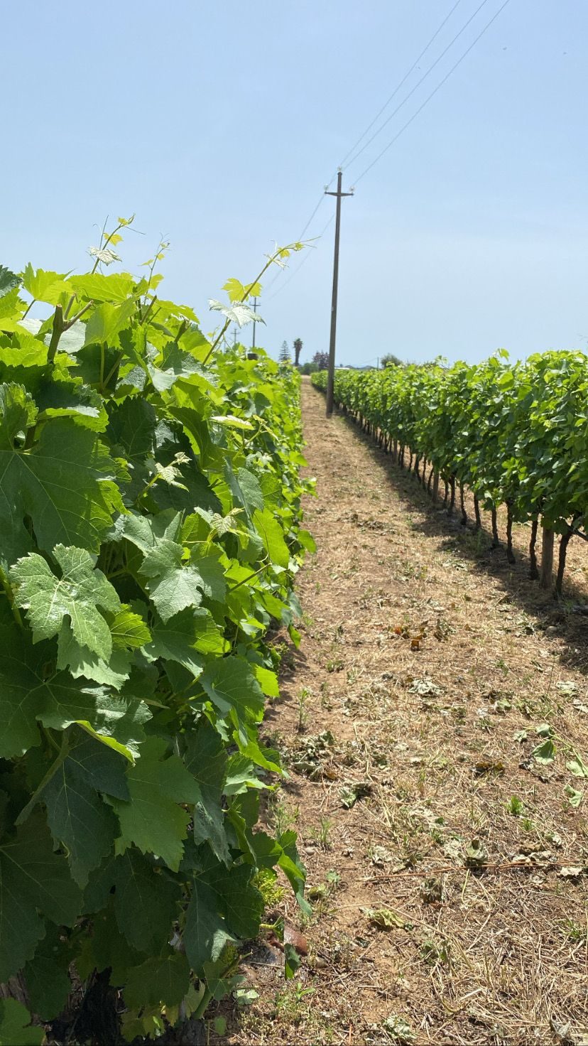 I filari della vigna in estate